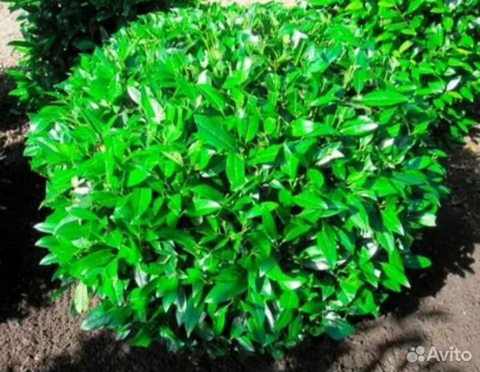 Сумах - семейное дерево