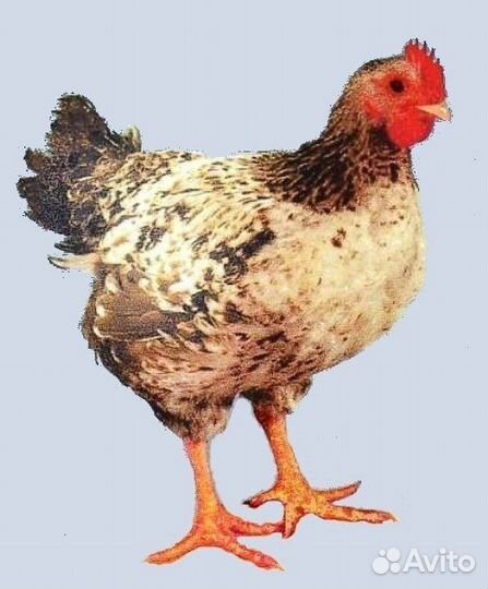 Мастер грей,голошейка,ред бро,фокси чик от 5 сут