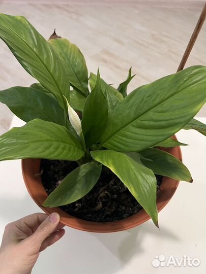 Спатифиллум