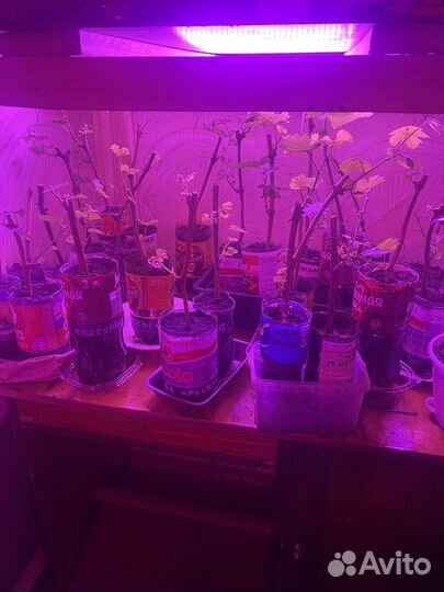 Продаются саженцы и черенки винограда