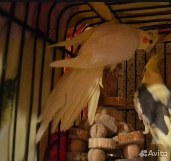 Попугаи Корелла(птенцы)