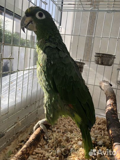 Попугай амазон Мюллера