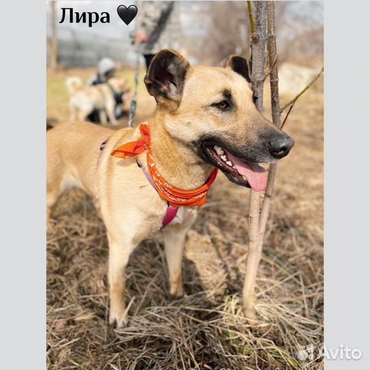 Лира из приюта ждет семью