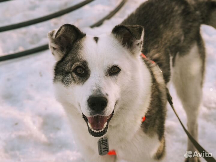 Собака в добрые руки