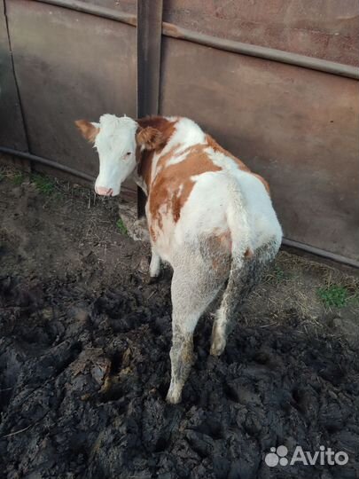 Продам тёлок
