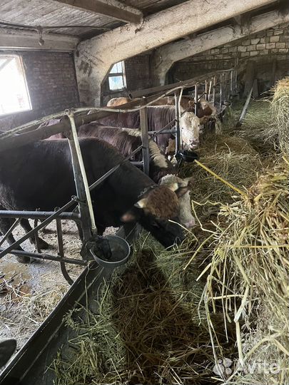 Быки стойловые