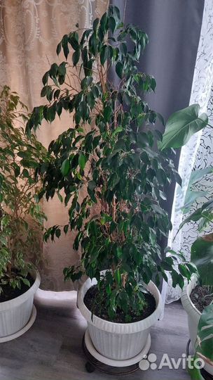 Фикус бенджамина пестролистный