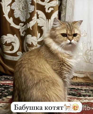 Котята от породы мраморной шиншиллы объявление продам