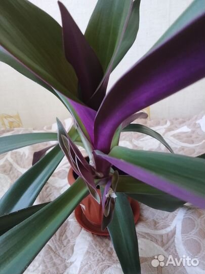 Рео(традесканция)