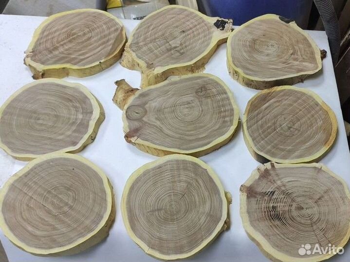 Спил дерева вяз