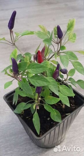 Перец Черная Жемчужина