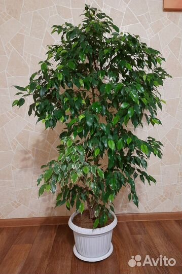 Фикус бенджамина