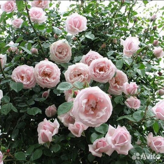 Эхиноцея Барвинок