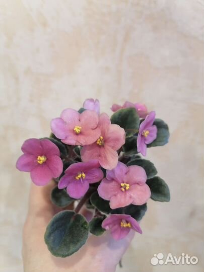 Фиалка-мини на фитиле