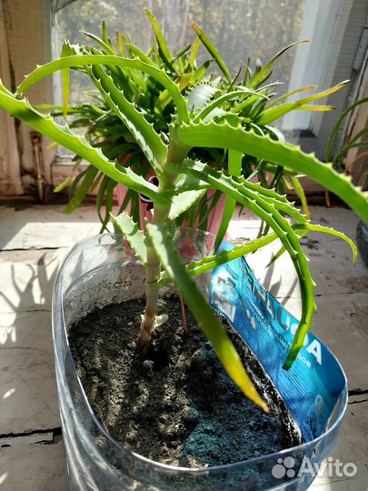 Комнатные цветы алоэ