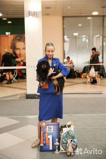 Хендлер, демонстрация собак на выставках Самара