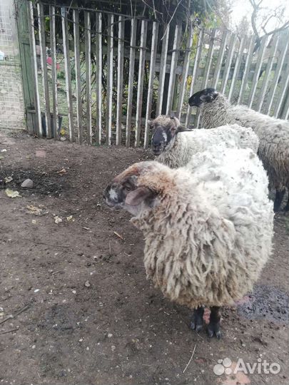 Коза, бараны