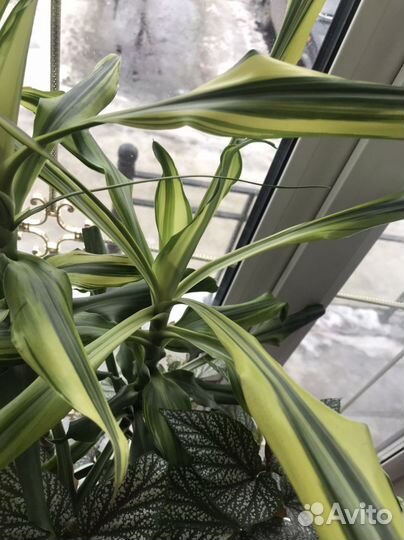 Декабрист- цветы комнатные