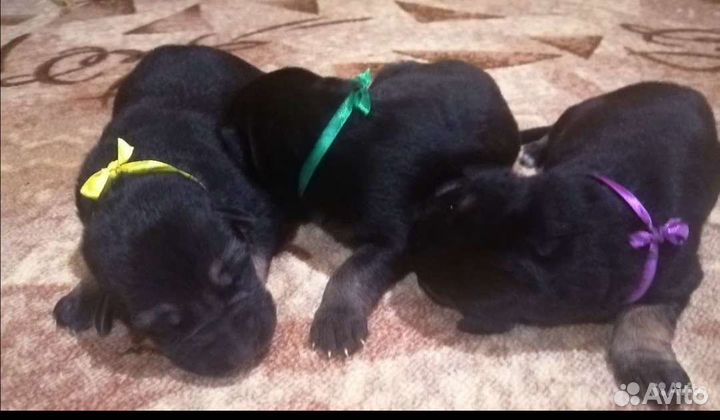 Чистокровные Щенки немецкой овчарки