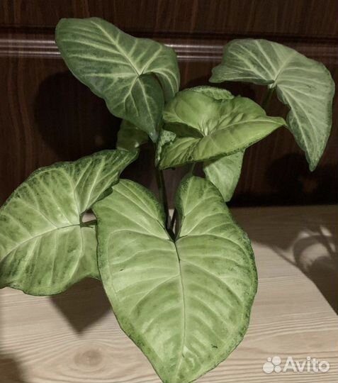 Сингониум Пикси