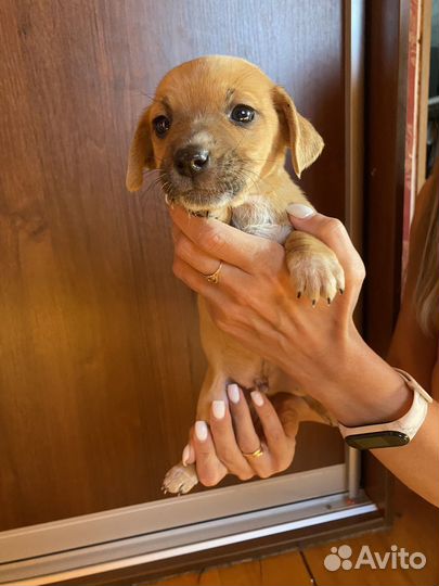 Маленькая собака