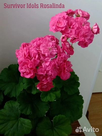 Пеларгония герань