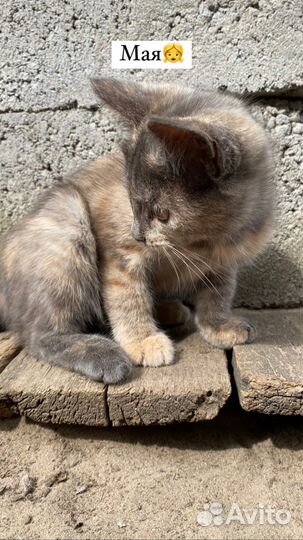 Котята в добрые руки бесплатно