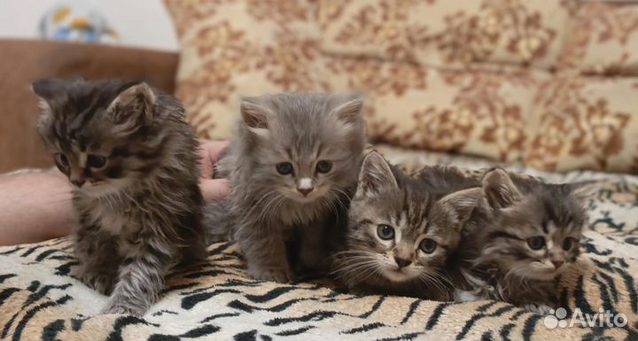 Кошки в добрые руки бесплатно