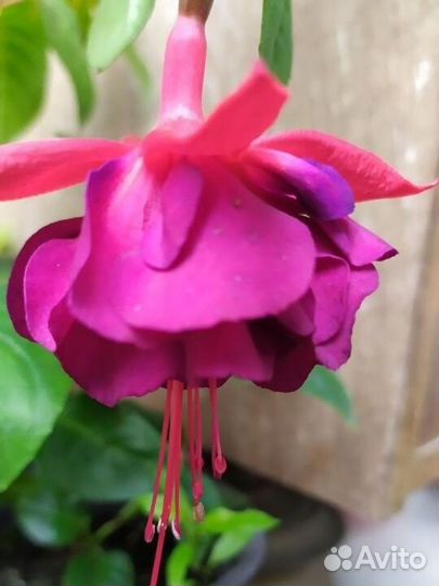 Сортовые фуксии