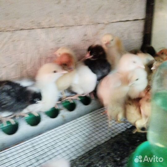 Цыплята подрощенные доминанты 18 мая 1 месяц