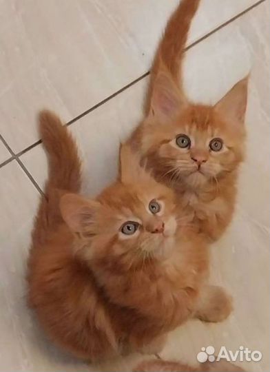 Котята мейн-кун