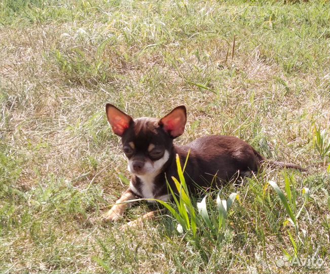 Чихуахуа мини девочка