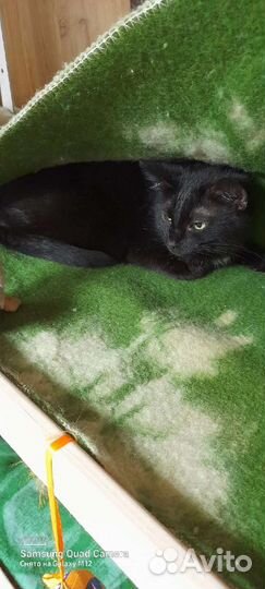 Кошечка в добрые руки