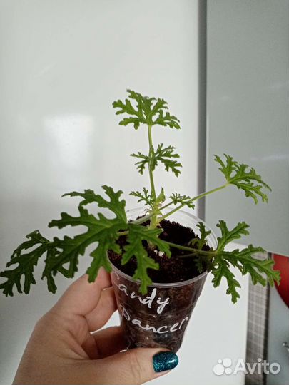 Пеларгонии душистые