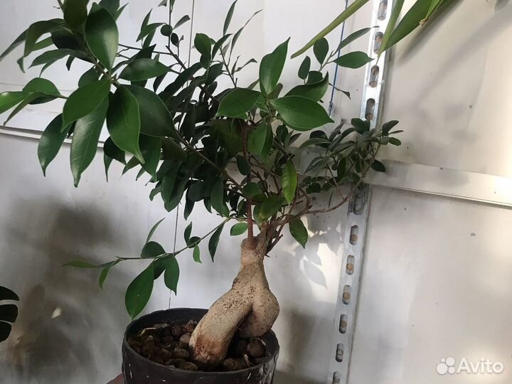 Фикус разные