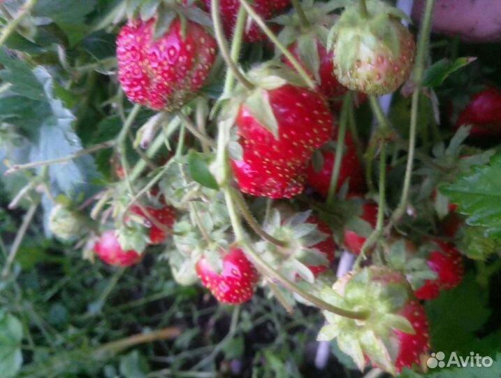 Земклуника Пенелопа