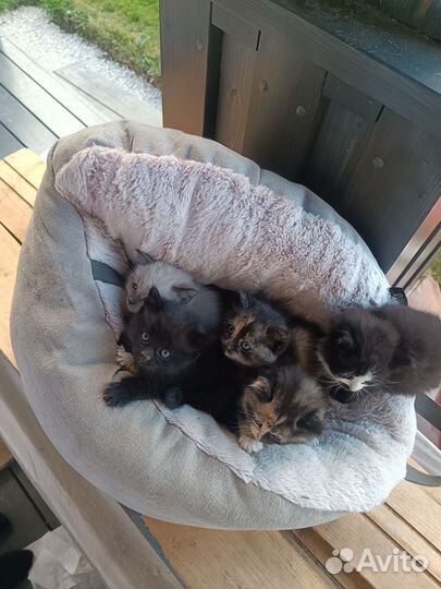 Котята в добрые руки