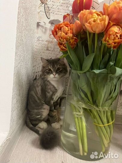 Стрижка котов, кошек на дому