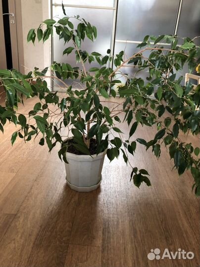 Фикус бенджамина