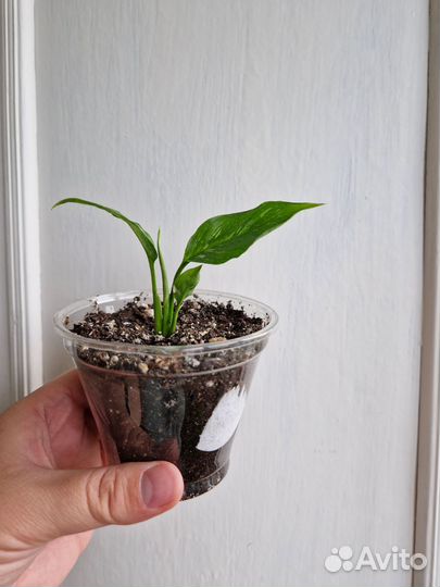 Монстера. Фикус. Кротон. Спатифиллум