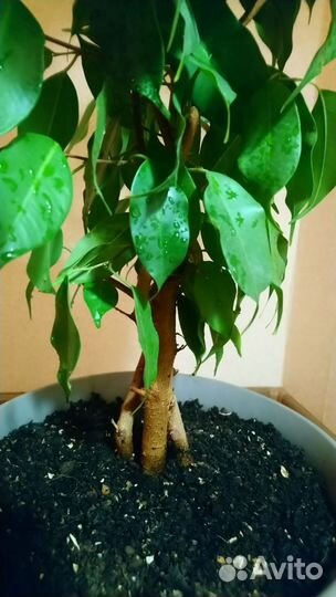 Фикус Бенджамина