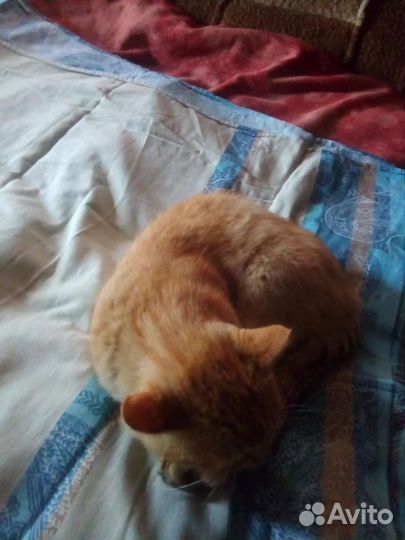 Кот в добрые руки