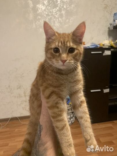 Рыжий котенок в добрые руки