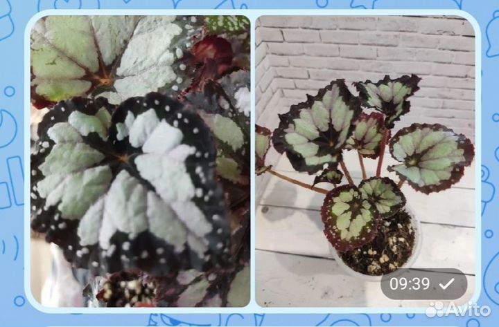 Декоративно-лиственные бегонии