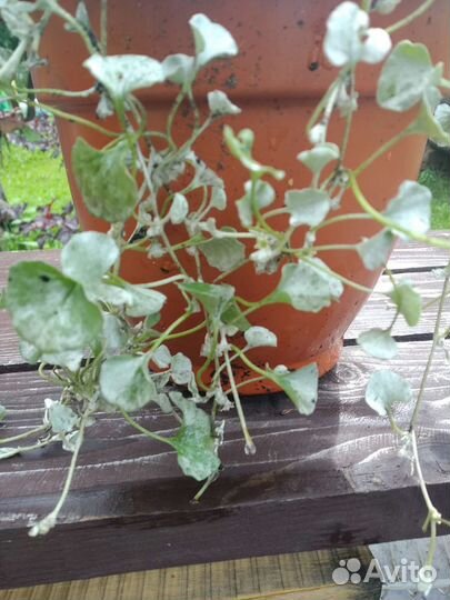 Дихондра серебристая, вербейник