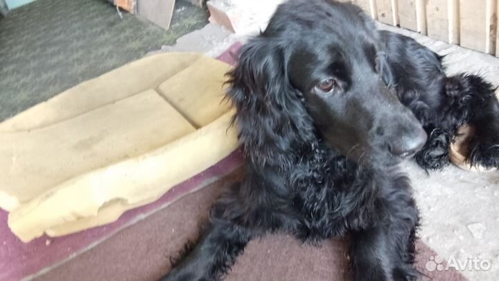 Отдам в добрые руки