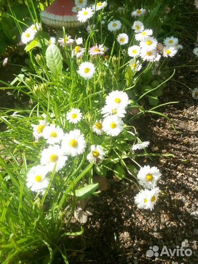 Первоцветы,; Маргаритка,Примула, Мускари