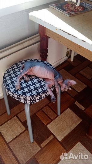 Канадский сфинкс девочка