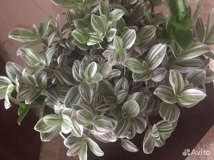 Комнатные растения