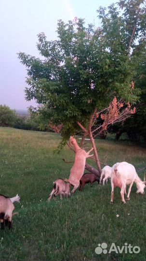 Продам коз и козлят